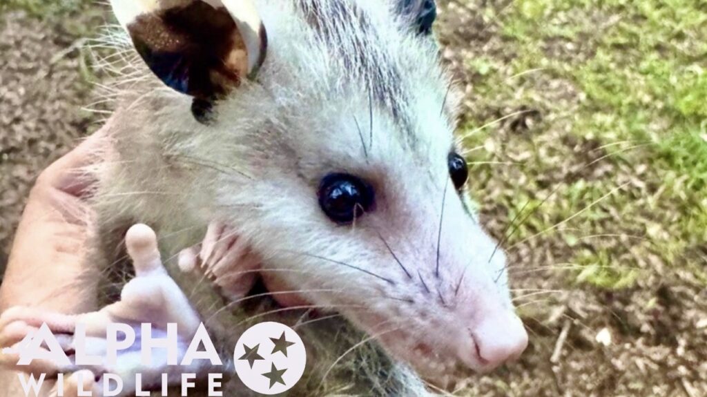 Possum being humanely removed in Collierville TN